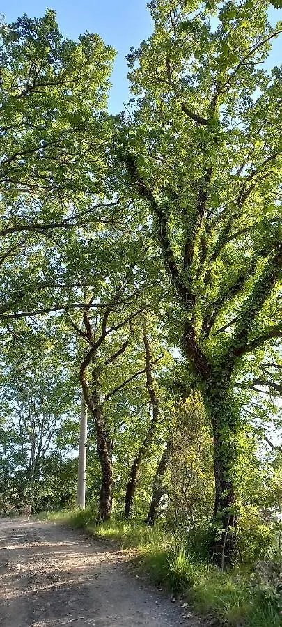 La Casetta di Ross Castellina Marittima Appartamento